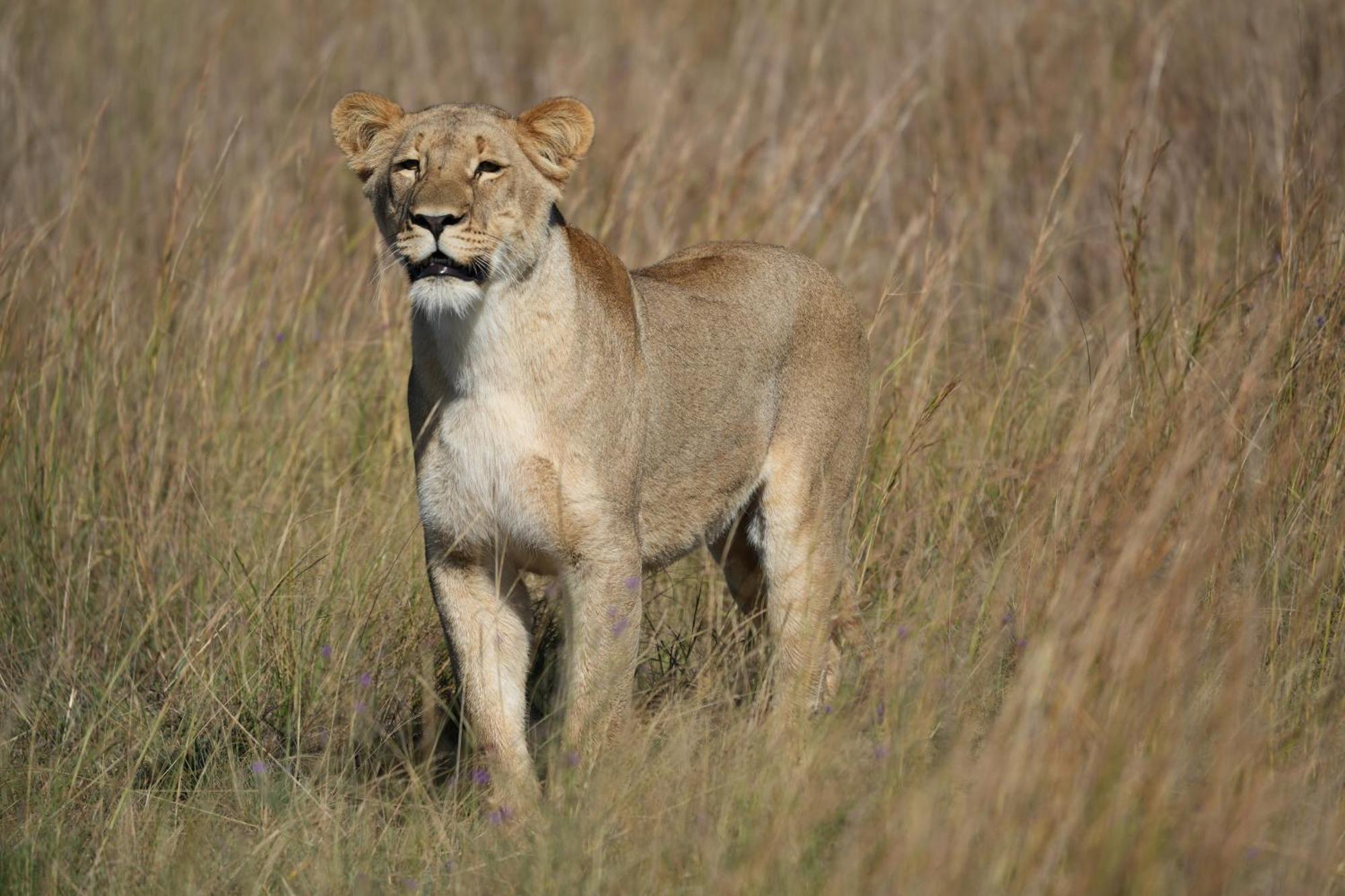 Shibula Safari Lodge Welgevonden viltreservat Exteriör bild