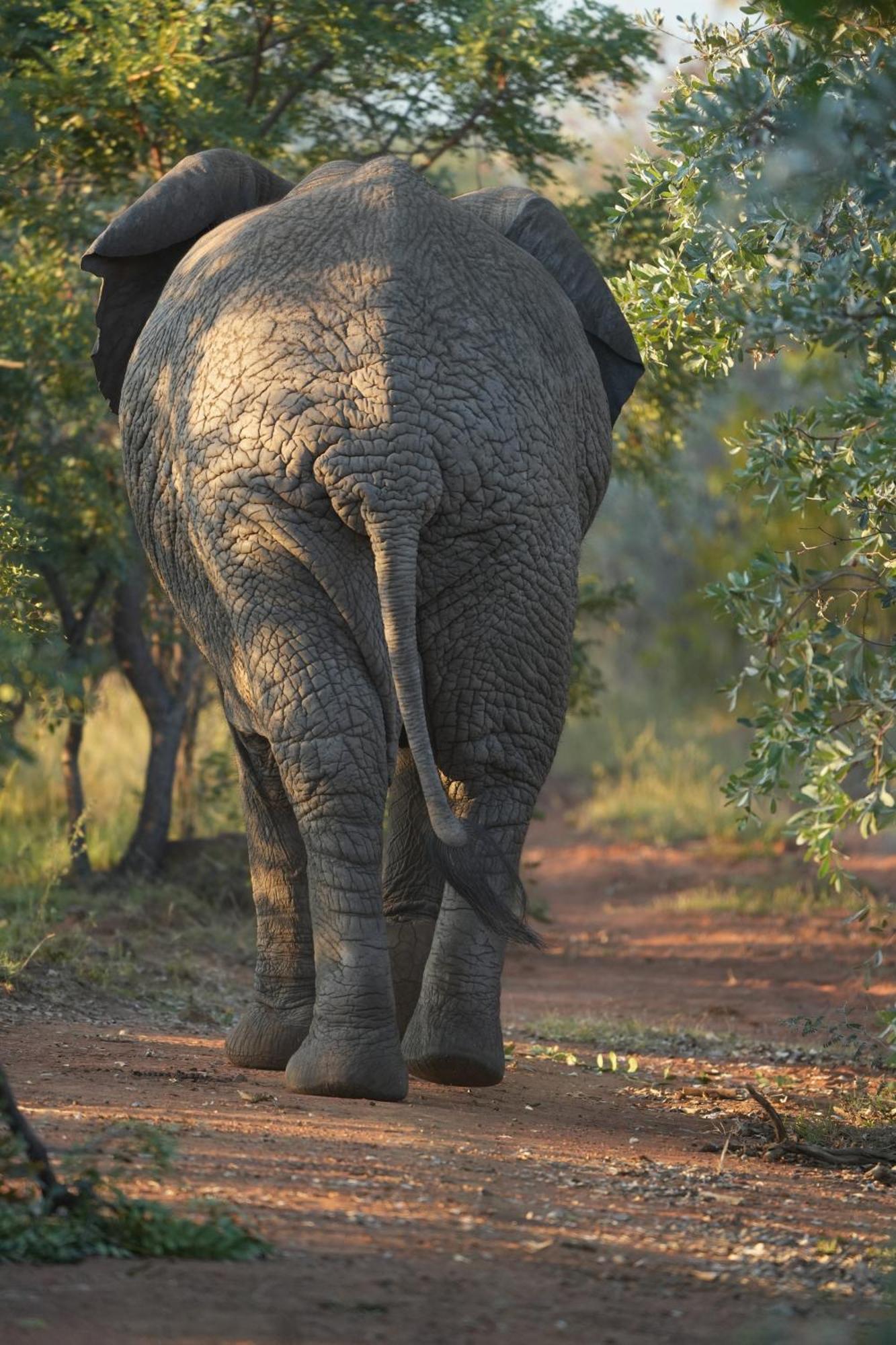 Shibula Safari Lodge Welgevonden viltreservat Exteriör bild