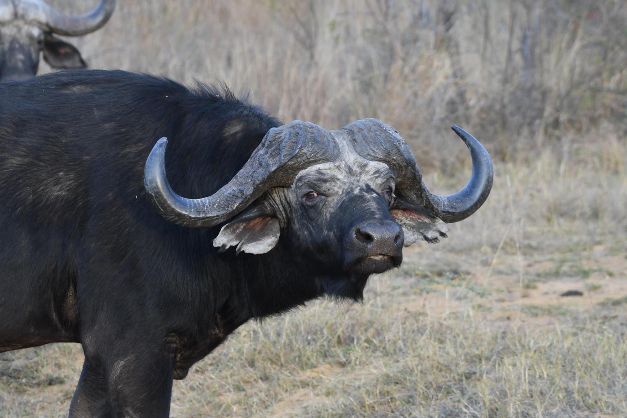 Shibula Safari Lodge Welgevonden viltreservat Exteriör bild