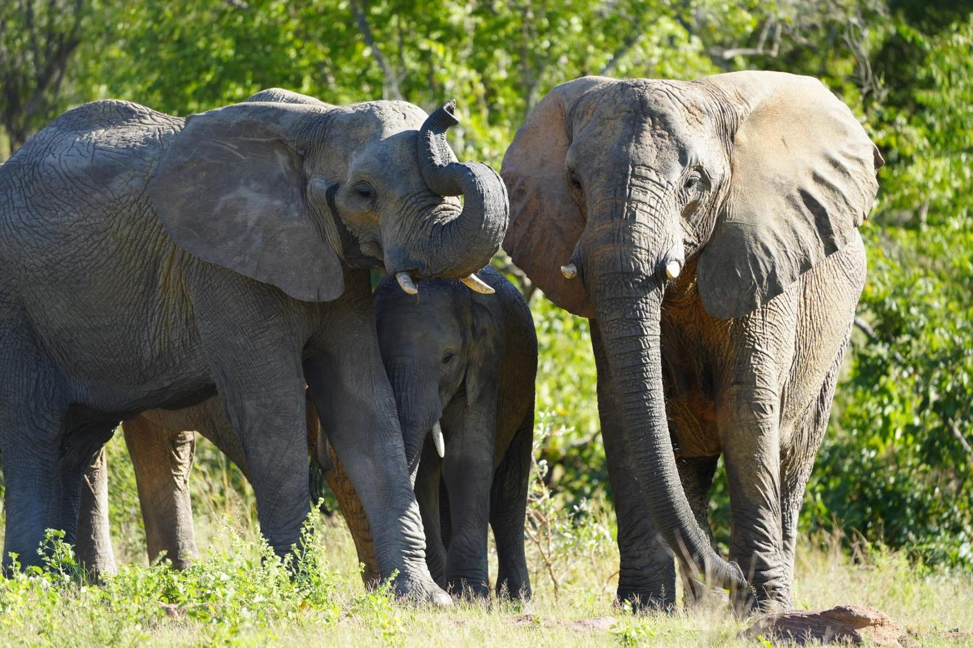 Shibula Safari Lodge Welgevonden viltreservat Exteriör bild