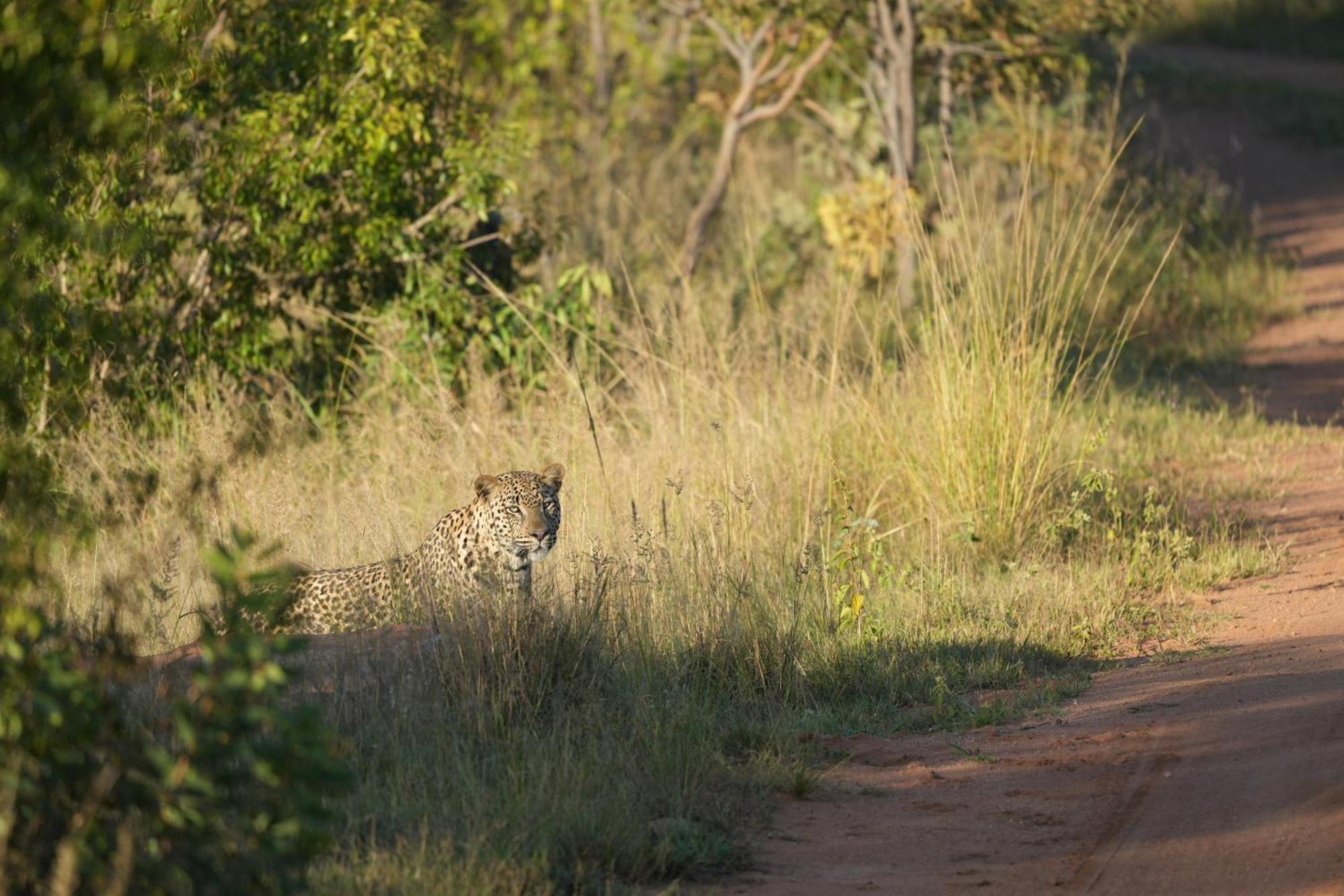 Shibula Safari Lodge Welgevonden viltreservat Exteriör bild