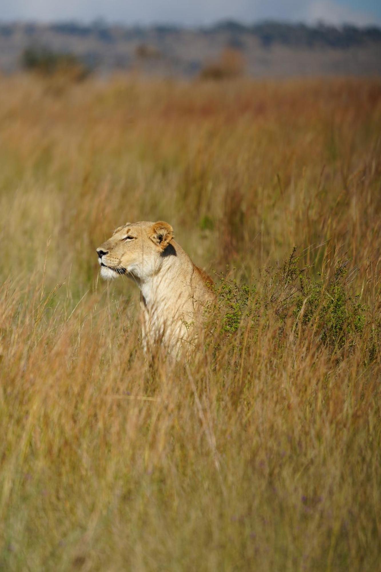 Shibula Safari Lodge Welgevonden viltreservat Exteriör bild