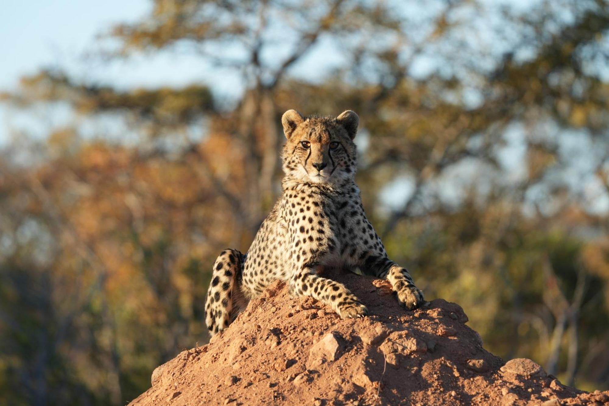 Shibula Safari Lodge Welgevonden viltreservat Exteriör bild