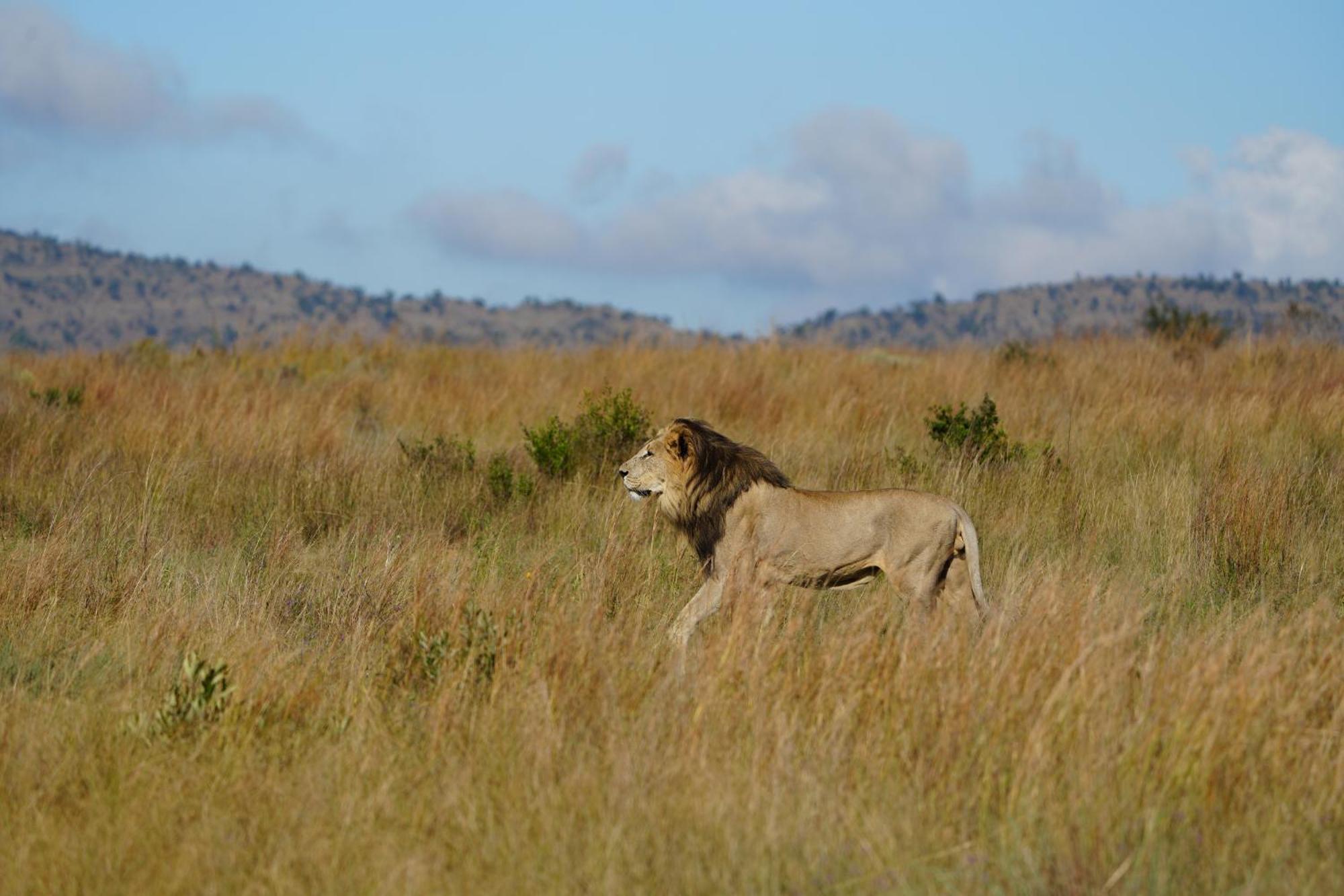 Shibula Safari Lodge Welgevonden viltreservat Exteriör bild